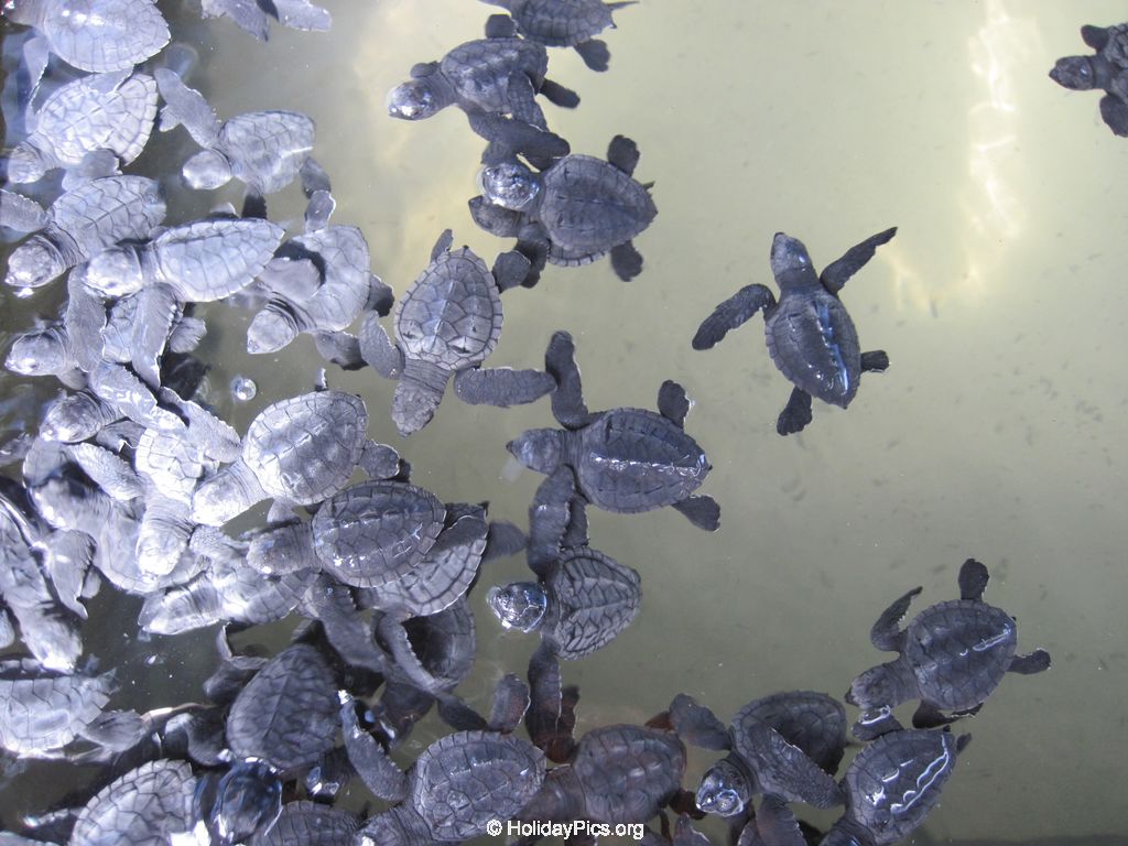 Sea-Turtle-Farm-Srilanka-035