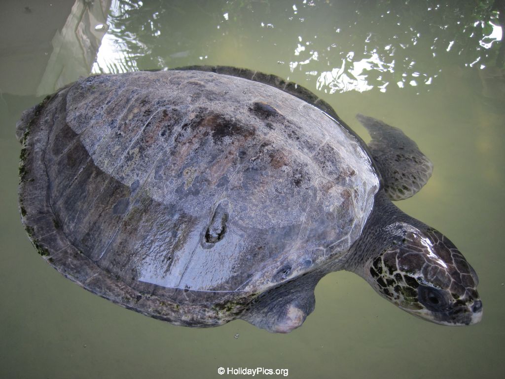 Sea-Turtle-Farm-Srilanka-036