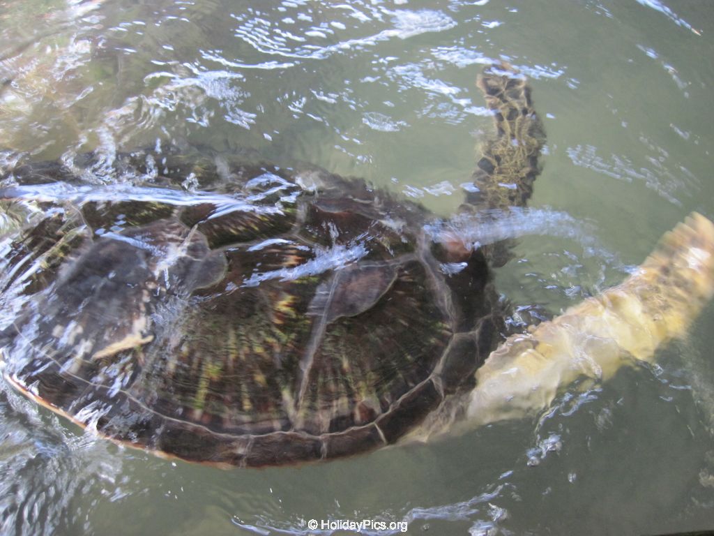 Sea-Turtle-Farm-Srilanka-037