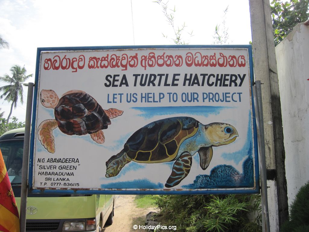 Sea-Turtle-Farm-Srilanka-038