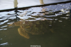 Sea Turtle Farm Habaraduwa
