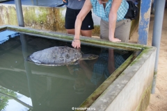 Sea Turtle Farm Habaraduwa