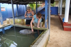 Sea Turtle Farm Habaraduwa