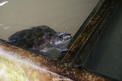 Sea Turtle Farm Habaraduwa