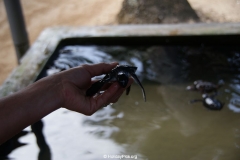Sea Turtle Farm Habaraduwa