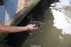 Sea Turtle Farm Habaraduwa