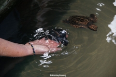 Sea Turtle Farm Habaraduwa