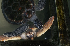 Sea Turtle Farm Habaraduwa
