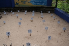 Sea Turtle Farm Habaraduwa