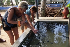 Sea Turtle Farm Habaraduwa