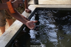 Sea Turtle Farm Habaraduwa
