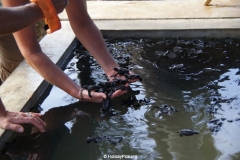 Sea Turtle Farm Habaraduwa