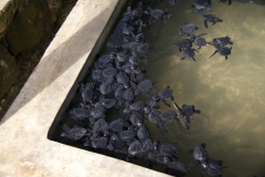 Sea Turtle Farm Habaraduwa