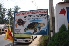 Sea Turtle Farm Habaraduwa