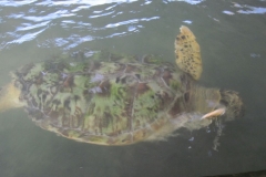 Sea-Turtle-Farm-Srilanka-022