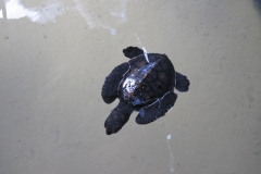 Sea-Turtle-Farm-Srilanka-023