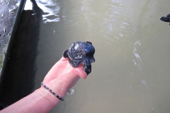 Sea-Turtle-Farm-Srilanka-024