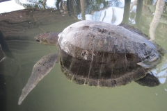 Sea-Turtle-Farm-Srilanka-025