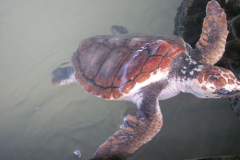 Sea-Turtle-Farm-Srilanka-026