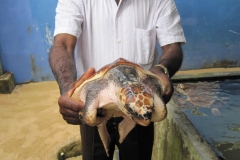 Sea-Turtle-Farm-Srilanka-027