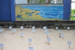 Sea-Turtle-Farm-Srilanka-029