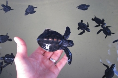 Sea-Turtle-Farm-Srilanka-030