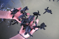 Sea-Turtle-Farm-Srilanka-031