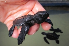 Sea-Turtle-Farm-Srilanka-032
