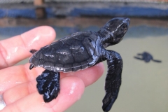Sea-Turtle-Farm-Srilanka-033
