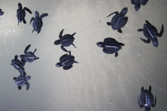 Sea-Turtle-Farm-Srilanka-034