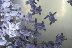 Sea-Turtle-Farm-Srilanka-035