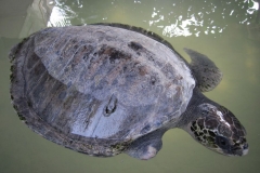 Sea-Turtle-Farm-Srilanka-036