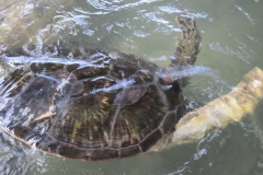 Sea-Turtle-Farm-Srilanka-037