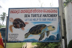 Sea-Turtle-Farm-Srilanka-038