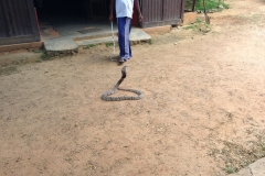 Snake_Farm-Weligama-008