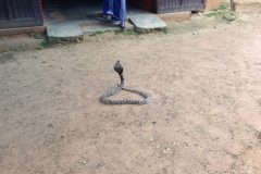 Snake_Farm-Weligama-009