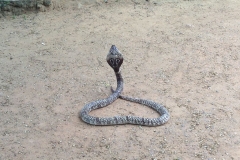 Snake_Farm-Weligama-010