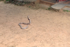 Snake_Farm-Weligama-011