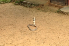 Snake_Farm-Weligama-012