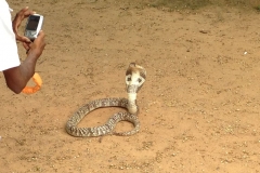 Snake_Farm-Weligama-013