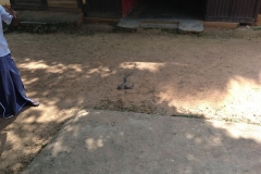 Snake_Farm-Weligama-015