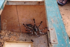 Snake_Farm-Weligama-029