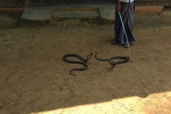 Snake_Farm-Weligama-046