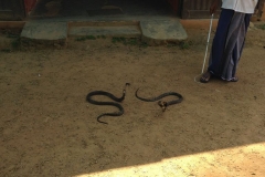Snake_Farm-Weligama-047