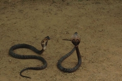 Snake_Farm-Weligama-048