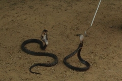 Snake_Farm-Weligama-050