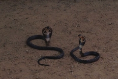 Snake_Farm-Weligama-051