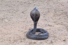 Snake_Farm-Weligama-053