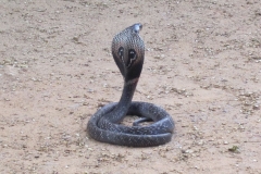 Snake_Farm-Weligama-054