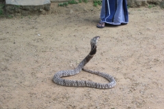 Snake_Farm-Weligama-057
